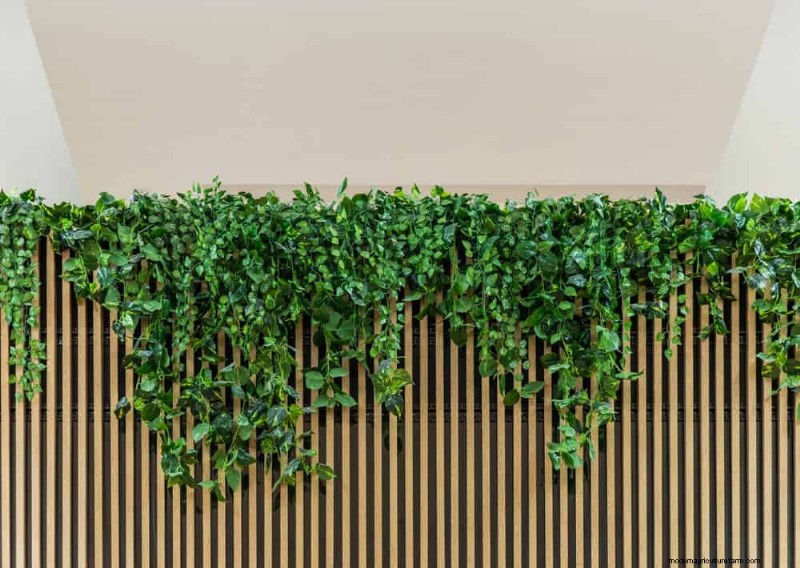 23 Natural Backyard Privacy Ideas to Enhance Your Landscape