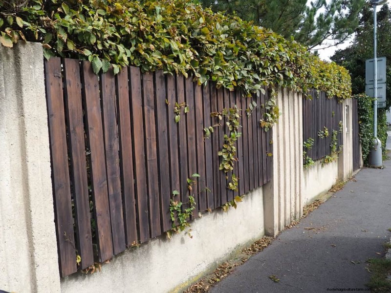 23 Natural Backyard Privacy Ideas to Enhance Your Landscape