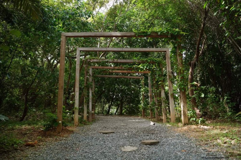 23 Natural Backyard Privacy Ideas to Enhance Your Landscape