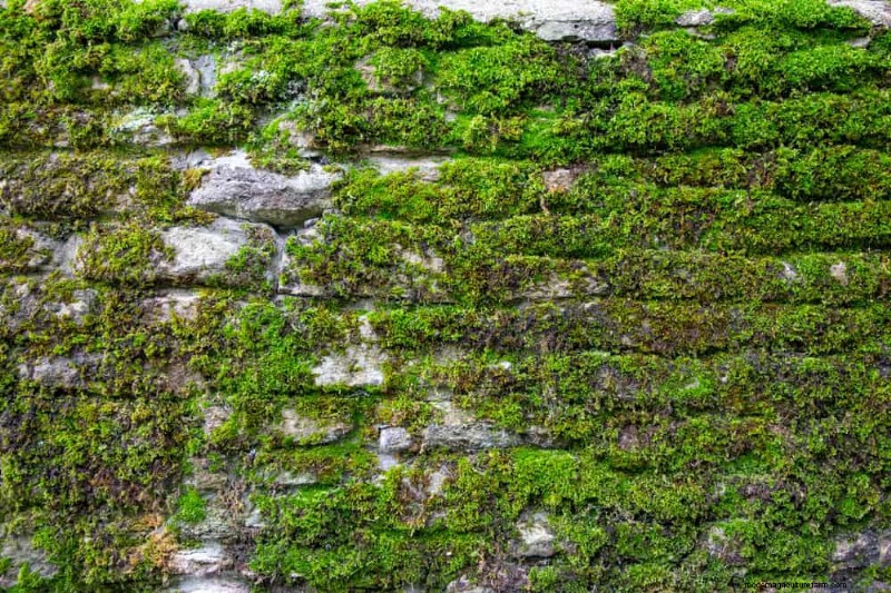 23 Natural Backyard Privacy Ideas to Enhance Your Landscape