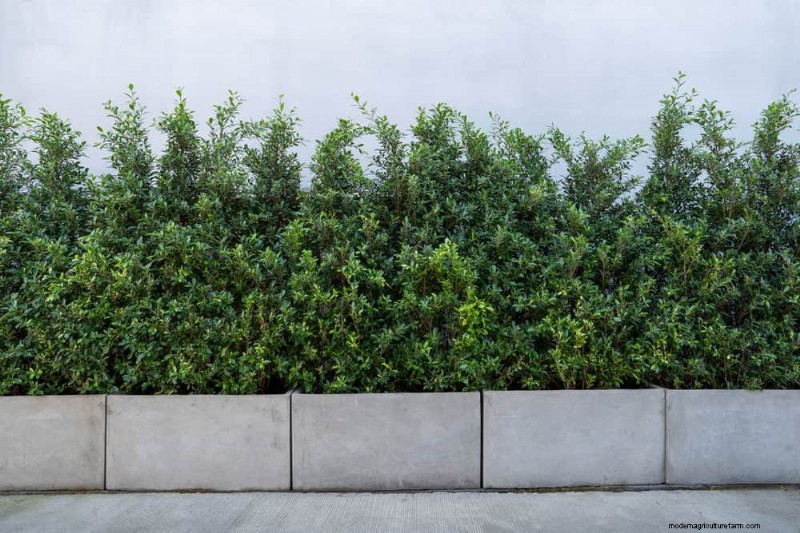 23 Natural Backyard Privacy Ideas to Enhance Your Landscape