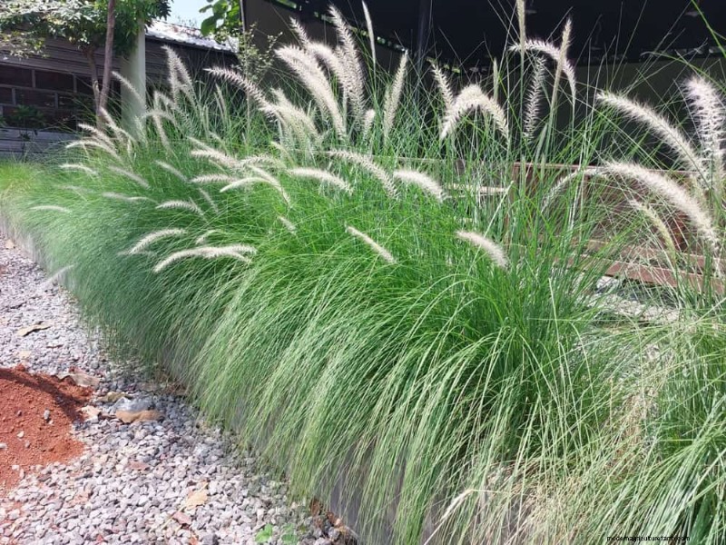 23 Natural Backyard Privacy Ideas to Enhance Your Landscape