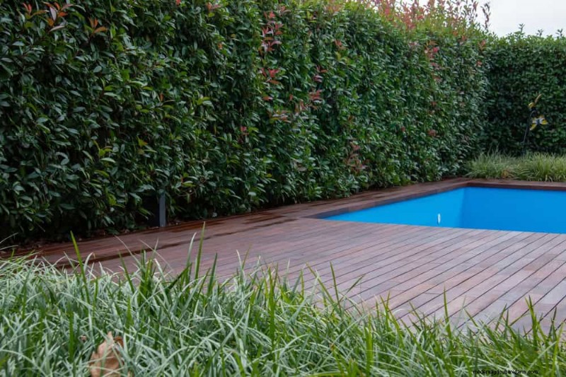 23 Natural Backyard Privacy Ideas to Enhance Your Landscape