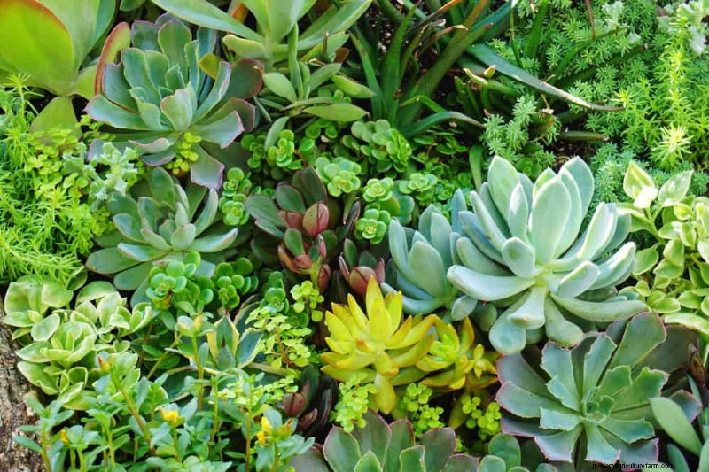 23 Natural Backyard Privacy Ideas to Enhance Your Landscape