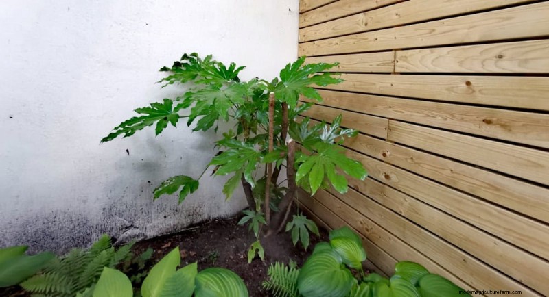 23 Natural Backyard Privacy Ideas to Enhance Your Landscape