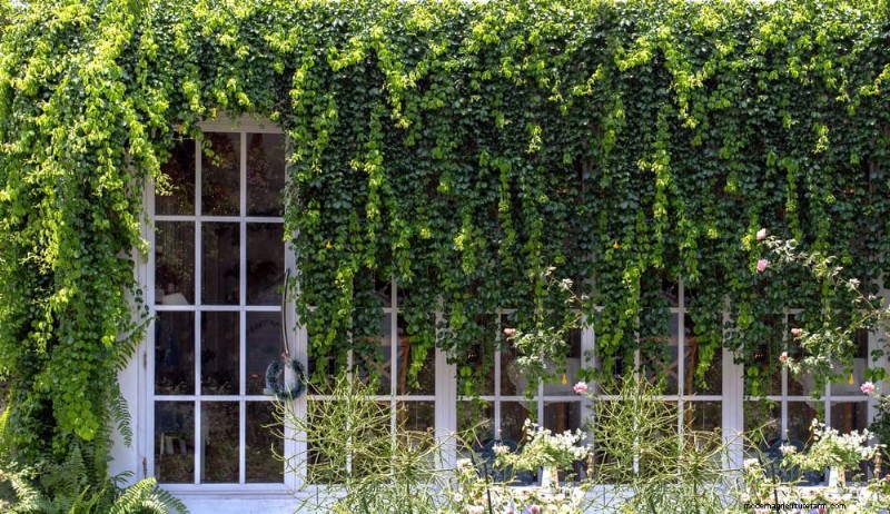 23 Natural Backyard Privacy Ideas to Enhance Your Landscape