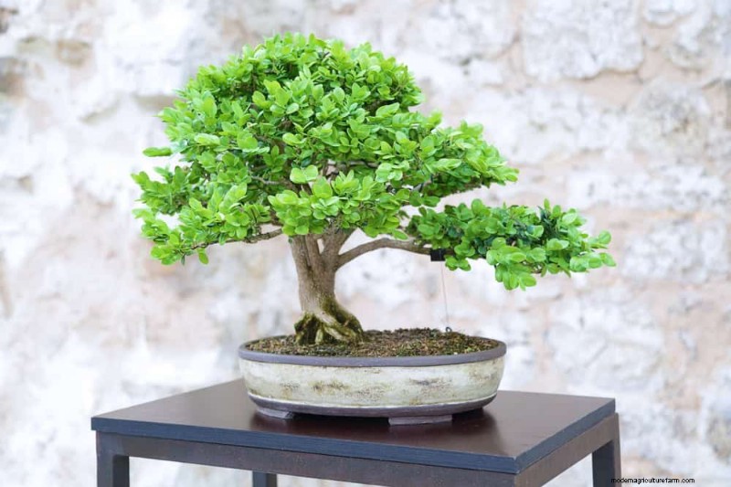 Zen Garden Ideas: Create a Peaceful Outdoor Retreat This Spring