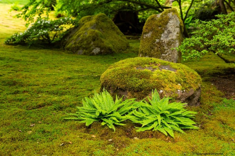 Zen Garden Ideas: Create a Peaceful Outdoor Retreat This Spring