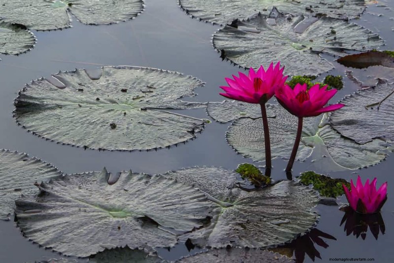 Zen Garden Ideas: Create a Peaceful Outdoor Retreat This Spring