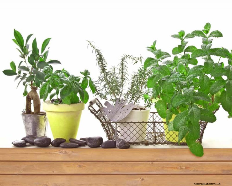 Zen Garden Ideas: Create a Peaceful Outdoor Retreat This Spring