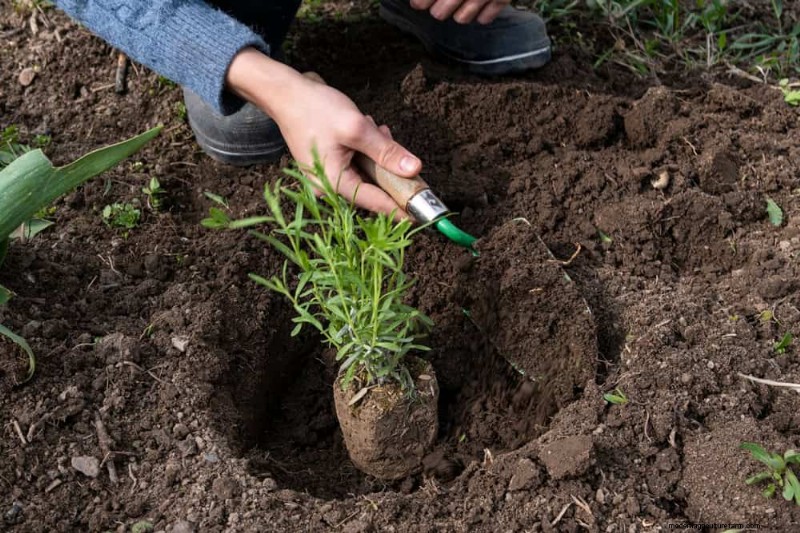 Quick & Easy Gardening Projects: Refresh Your Garden in an Afternoon