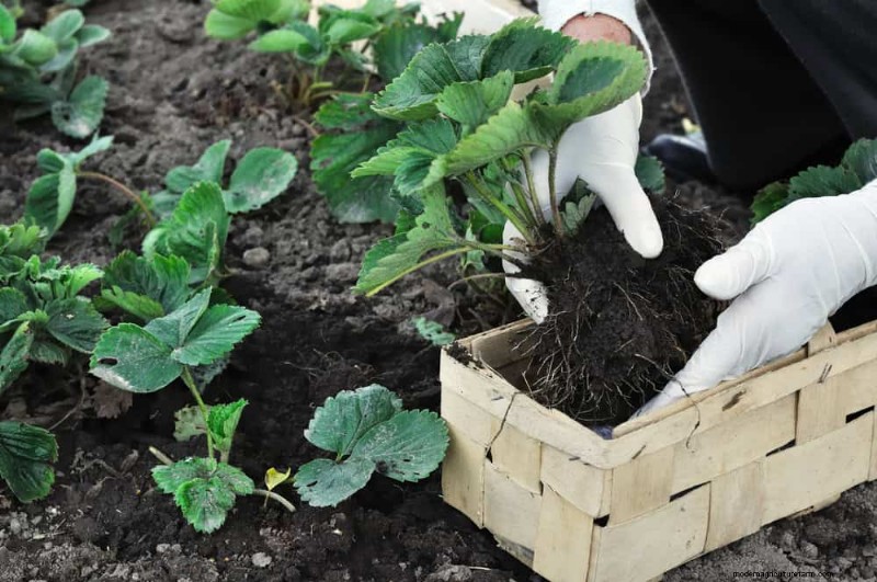 Quick & Easy Gardening Projects: Refresh Your Garden in an Afternoon