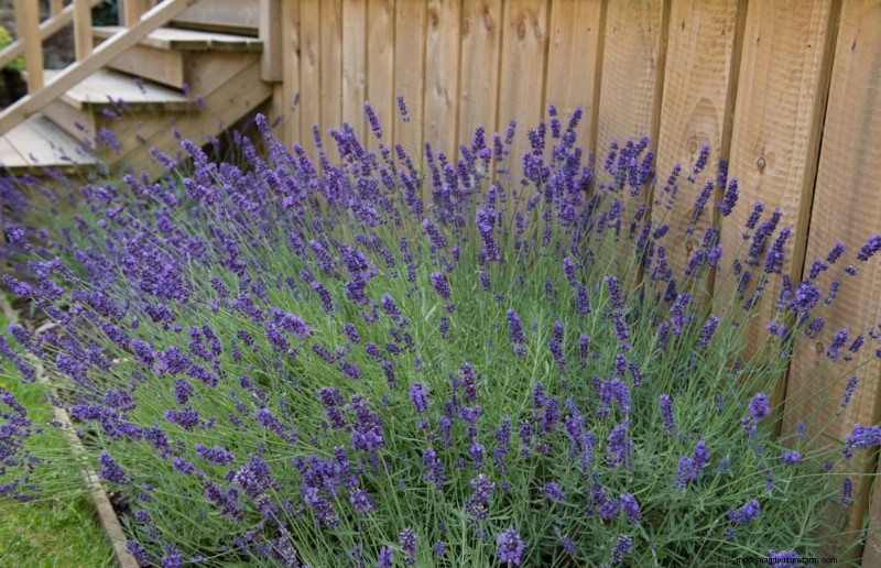 Quick & Easy Gardening Projects: Refresh Your Garden in an Afternoon
