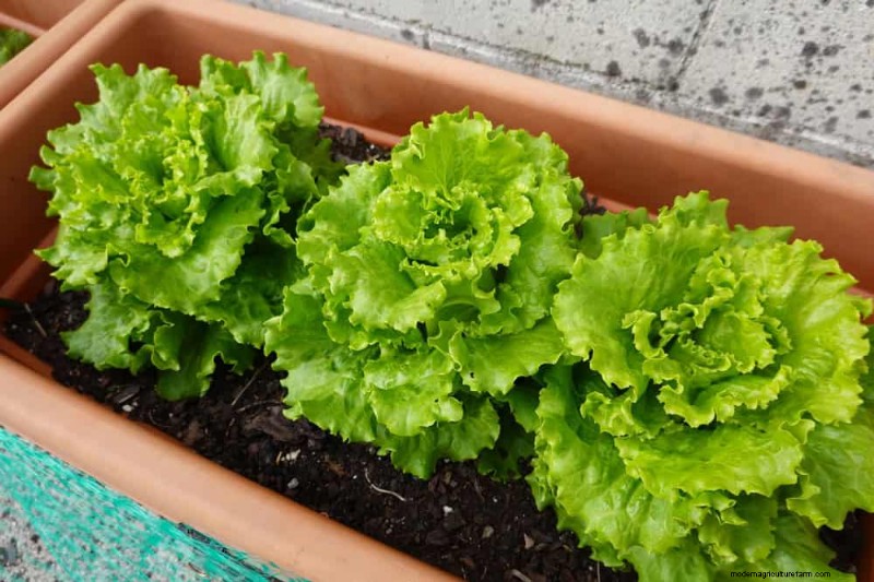 Quick & Easy Gardening Projects: Refresh Your Garden in an Afternoon