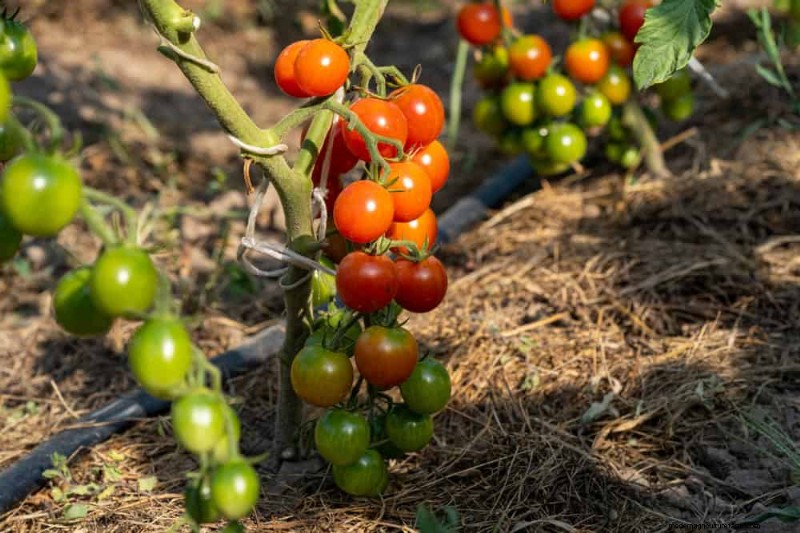 Early Spring Planting: 26 Best Seeds for a Head Start