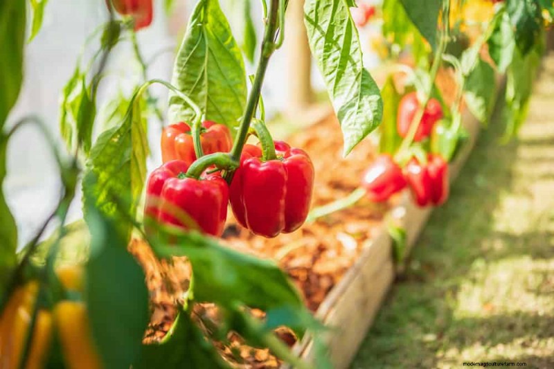 Early Spring Planting: 26 Best Seeds for a Head Start