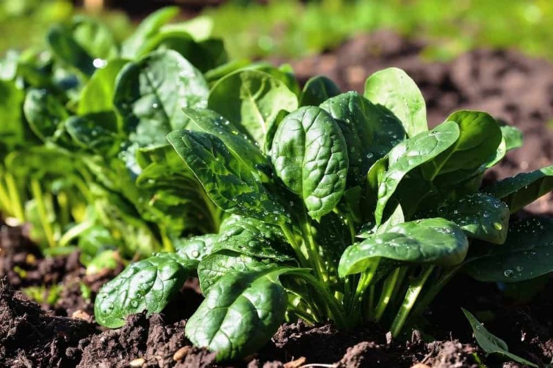 Early Spring Planting: 26 Best Seeds for a Head Start