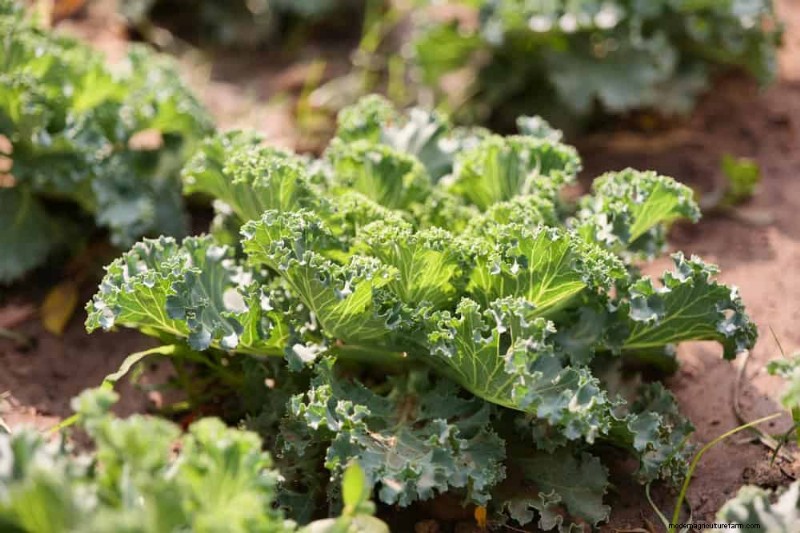 Early Spring Planting: 26 Best Seeds for a Head Start