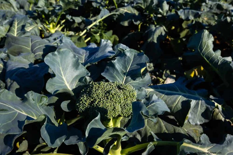 Early Spring Planting: 26 Best Seeds for a Head Start