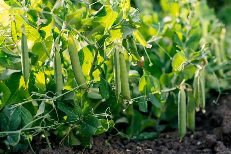 Early Spring Planting: 26 Best Seeds for a Head Start
