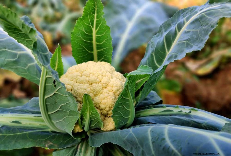 Early Spring Planting: 26 Best Seeds for a Head Start