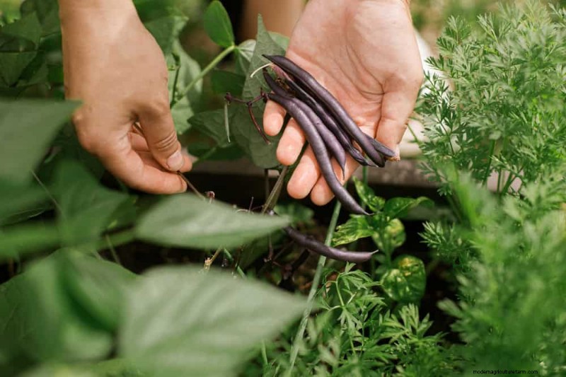 Early Spring Planting: 26 Best Seeds for a Head Start