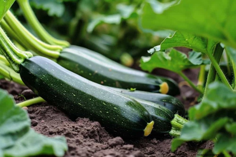 Early Spring Planting: 26 Best Seeds for a Head Start