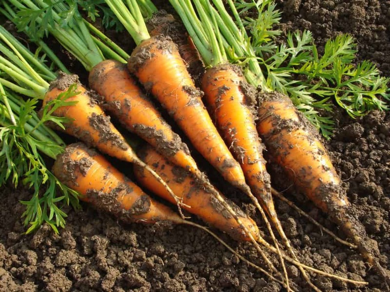 Early Spring Planting: 26 Best Seeds for a Head Start
