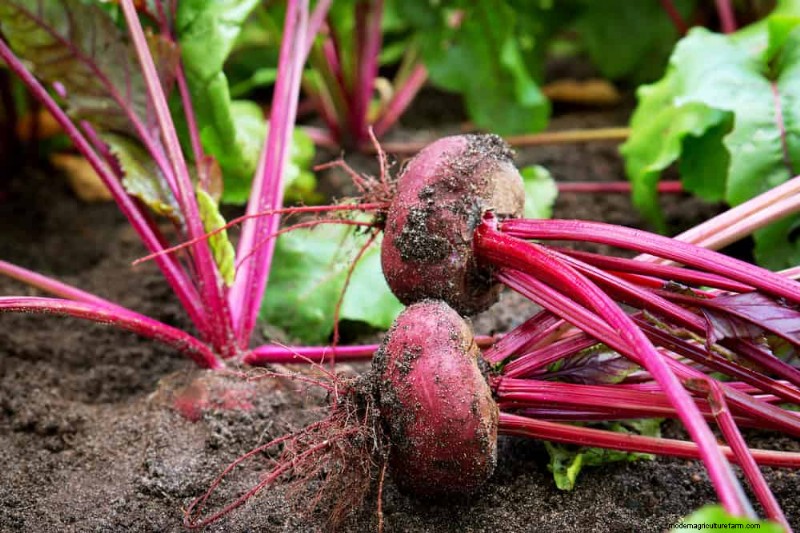 Early Spring Planting: 26 Best Seeds for a Head Start