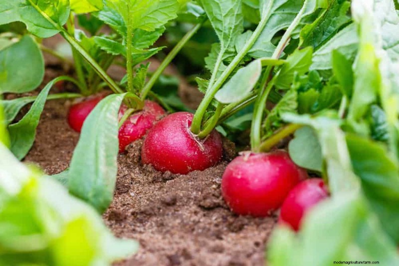 Early Spring Planting: 26 Best Seeds for a Head Start