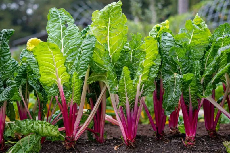 Early Spring Planting: 26 Best Seeds for a Head Start