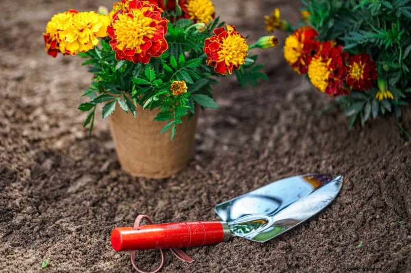 Early Spring Planting: 26 Best Seeds for a Head Start