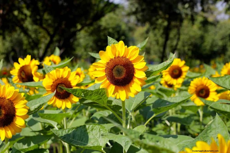 Early Spring Planting: 26 Best Seeds for a Head Start