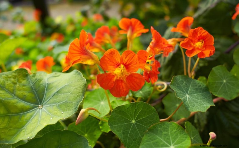 Early Spring Planting: 26 Best Seeds for a Head Start