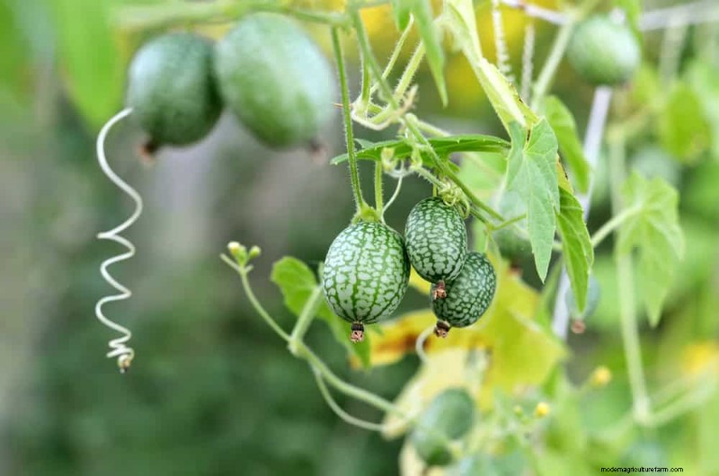 Early Spring Planting: 26 Best Seeds for a Head Start
