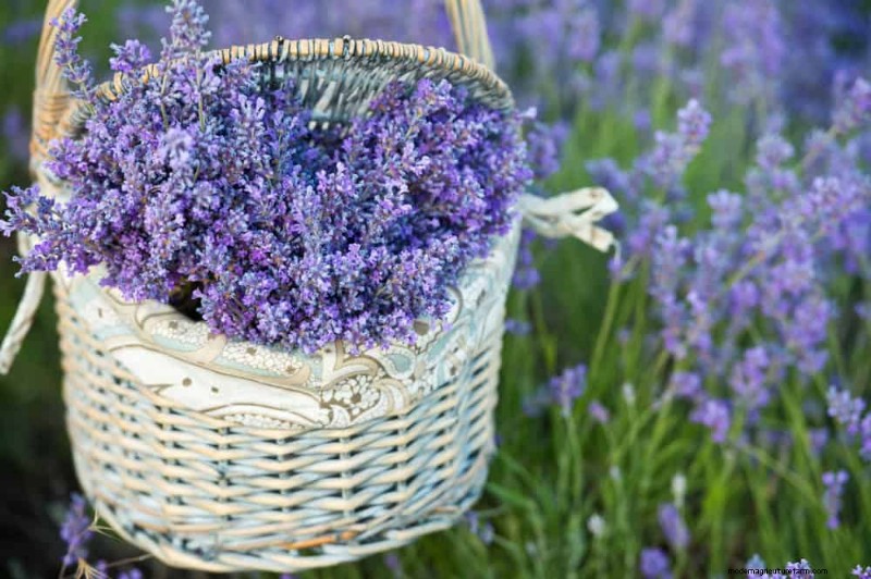 Early Spring Planting: 26 Best Seeds for a Head Start