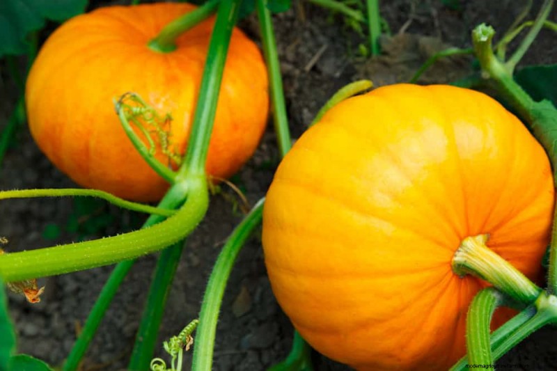Early Spring Planting: 26 Best Seeds for a Head Start