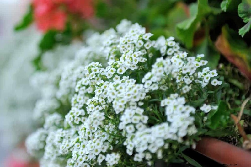 Early Spring Planting: 26 Best Seeds for a Head Start