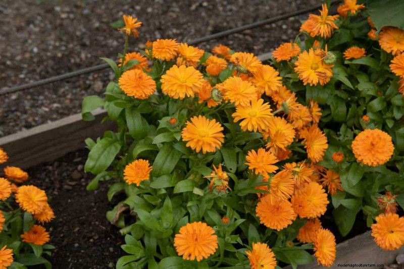 Early Spring Planting: 26 Best Seeds for a Head Start