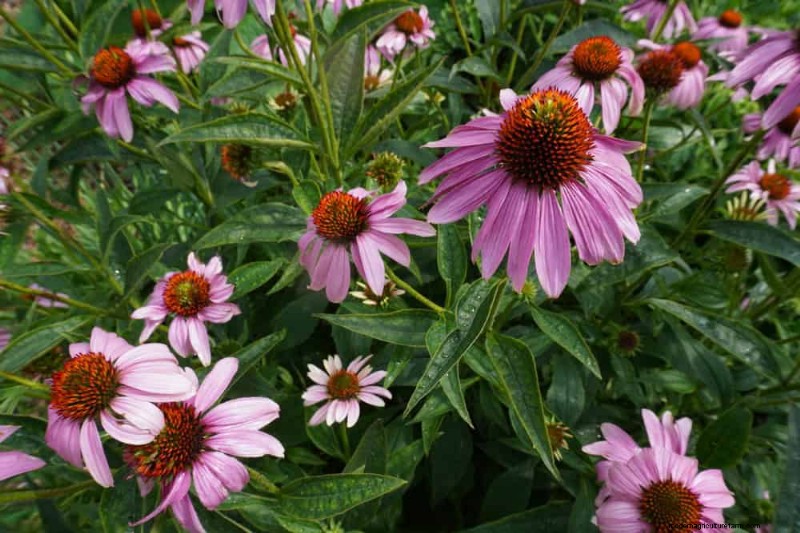 Early Spring Planting: 26 Best Seeds for a Head Start
