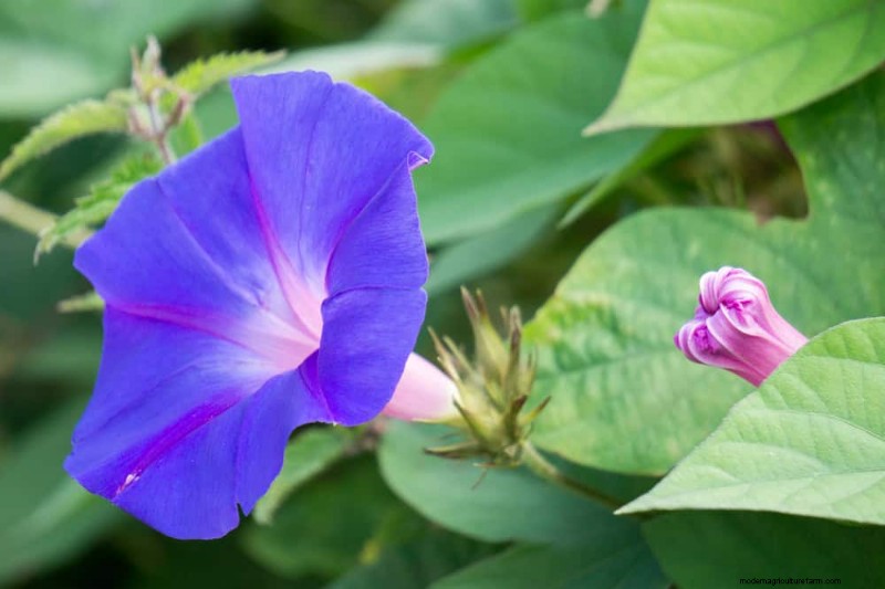 Early Spring Planting: 26 Best Seeds for a Head Start