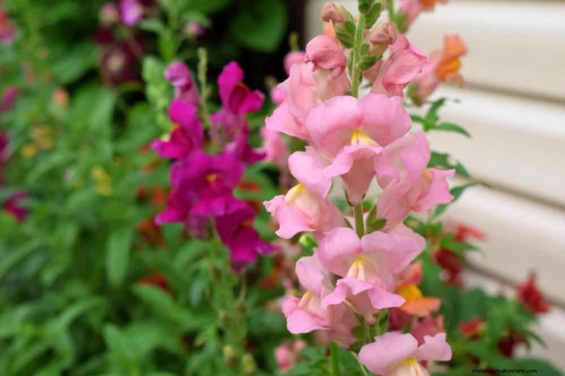Early Spring Planting: 26 Best Seeds for a Head Start