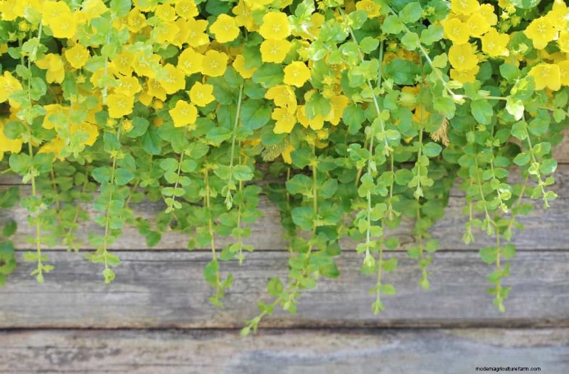 Top 22 Ground Cover Plants for a Beautiful Spring Garden
