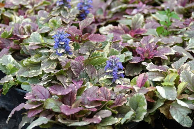Top 22 Ground Cover Plants for a Beautiful Spring Garden
