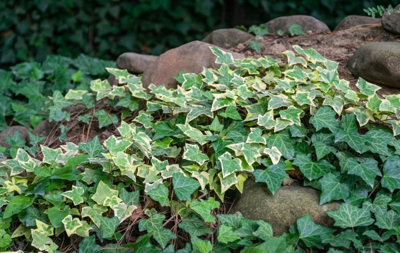 Top 22 Ground Cover Plants for a Beautiful Spring Garden