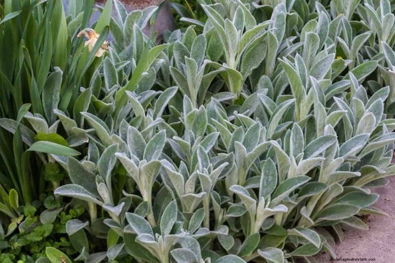 Top 22 Ground Cover Plants for a Beautiful Spring Garden