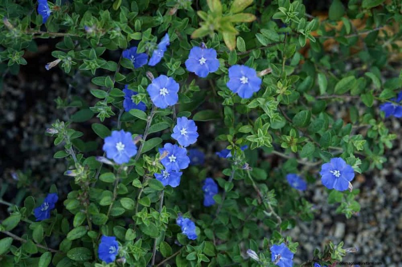 Top 22 Ground Cover Plants for a Beautiful Spring Garden