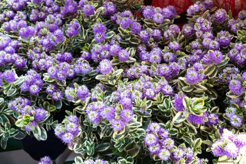 Top 22 Ground Cover Plants for a Beautiful Spring Garden