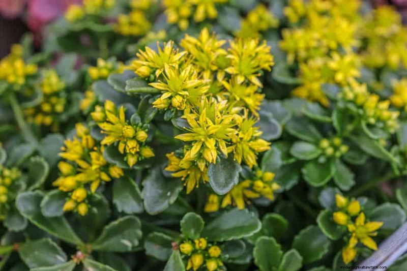 Top 22 Ground Cover Plants for a Beautiful Spring Garden