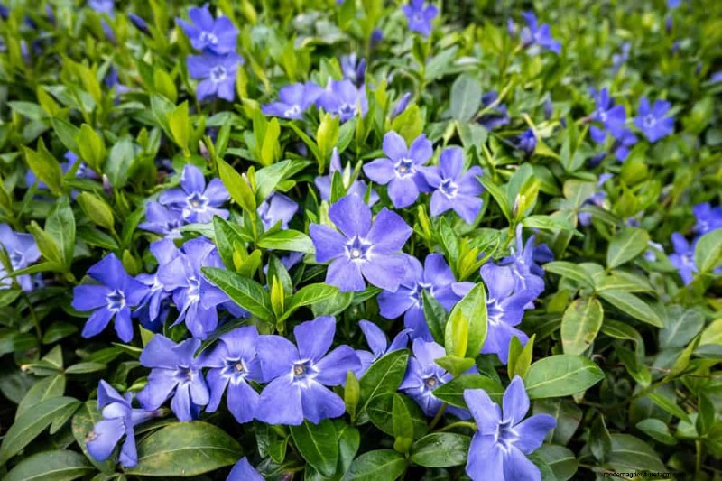 Top 22 Ground Cover Plants for a Beautiful Spring Garden
